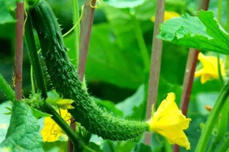 黃瓜開(kāi)花期用什么肥料好？